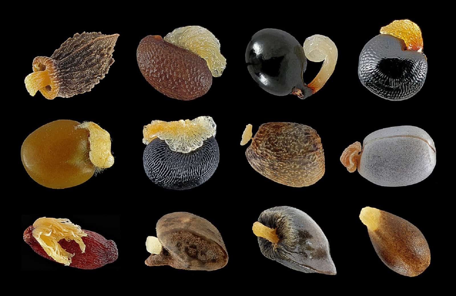 Wiki Science Competition 2019 – the finalists