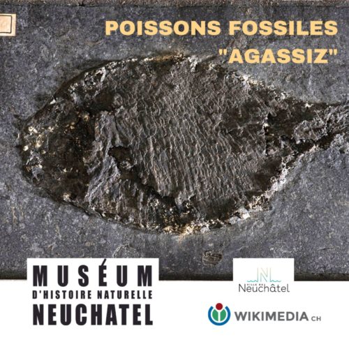 Joint Project with the Museum of Natural History Neuchâtel Accomplished
