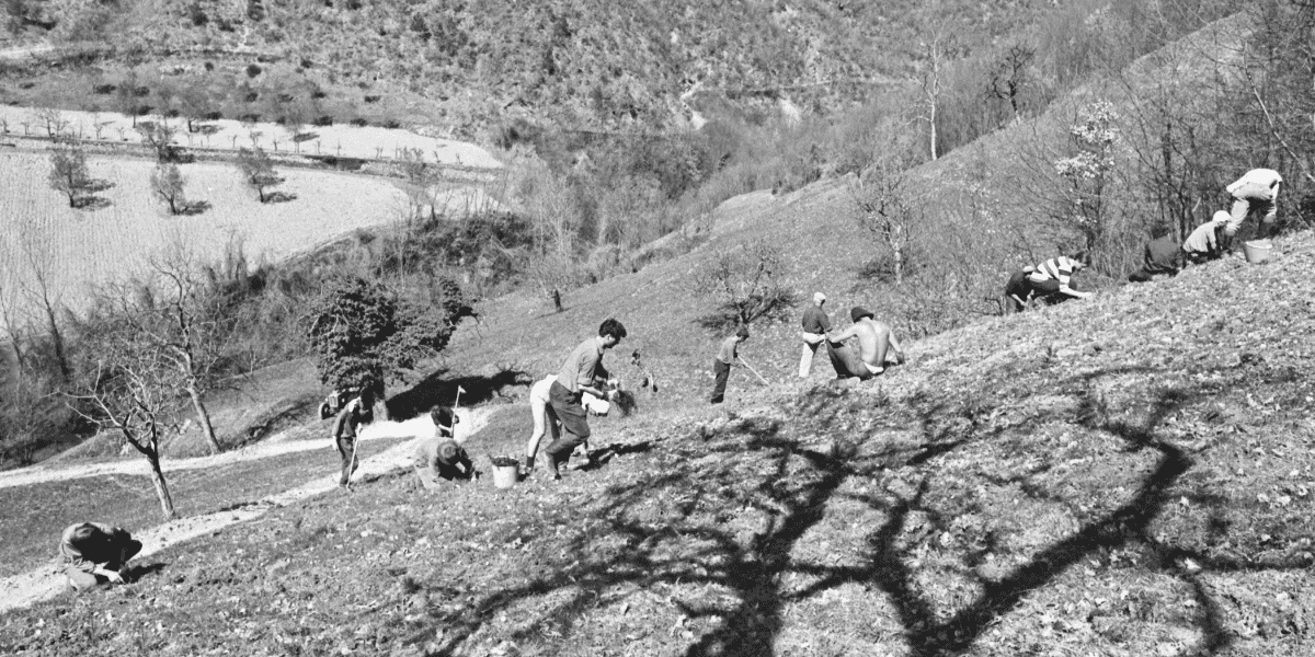 When Swiss students planted trees after the flood
